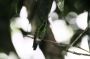 Trinidad2005 - 089 * Copper-rumped Hummingbird.